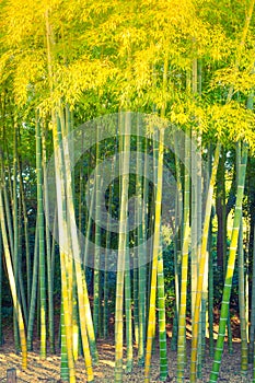 ' Bamboo Forest ( Filtered image processed vintage effect. )