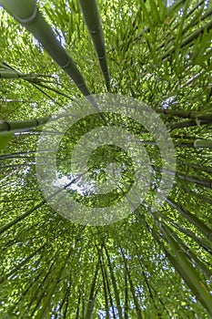 Bamboo forest flourish green in sunshine