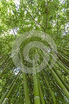 Bamboo forest flourish green in sunshine, morning foliage background.