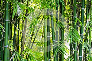 Bamboo forest photo