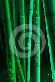 bamboo forest green nature vertical