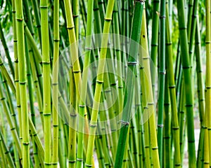 Bamboo forest. Green and vibrant bamboo forest in asia