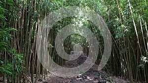 Bamboo Forest in Hawaii