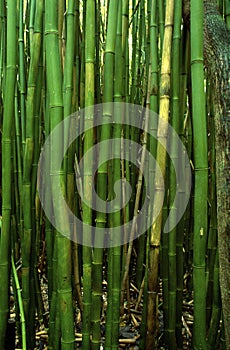 Bamboo forest in Hawaii