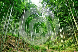 Bamboo Forest Hiking Trail