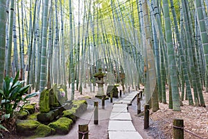 Bamboo forest at Hokokuji Temple in Kamakura, Kanagawa, Japan. The temple was originally built in