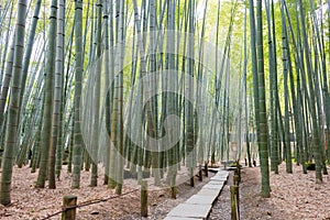 Bamboo forest at Hokokuji Temple in Kamakura, Kanagawa, Japan. The temple was originally built in