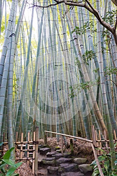 Bamboo forest at Hokokuji Temple in Kamakura, Kanagawa, Japan. The temple was originally built in