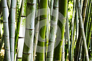 Bamboo Forest Huntington Arboretum, Los Angeles, California