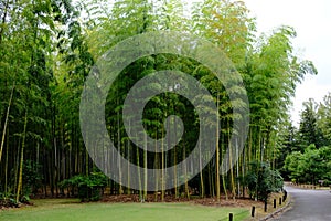 Bamboo forest inside Japanese Garden of Expo Commemoration Park