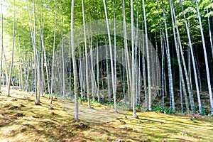Bamboo forest in Japan, Arashiyama photo