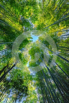 Bamboo forest in Japan, Arashiyama photo