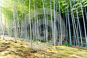 Bamboo forest in Japan, Arashiyama photo