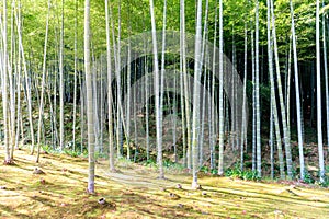 Bamboo forest in Japan, Arashiyama photo