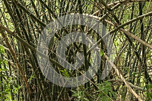 Bamboo forest. Jungle background in India