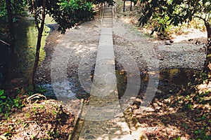 Bamboo forest. Jungle background in Thailand. Asia