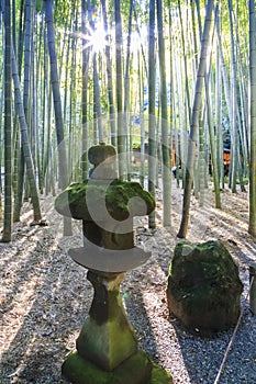 Bamboo forest in kamakura Japan