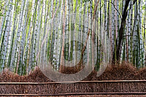 Bamboo Forest in Kyoto