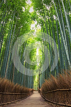 Bamboo Forest in Kyoto, Arashiyama, Japan photo