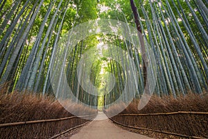 Bamboo Forest in kyoto, Arashiyama, Japan photo