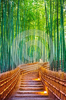 Bamboo Forest in Kyoto, Japan