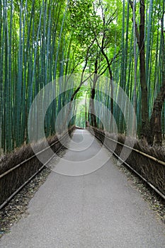 Bamboo Forest - Kyoto Japan