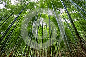 Bamboo Forest Kyoto Japan