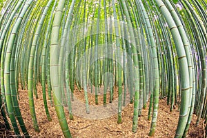 Bamboo forest, Kyoto, Japan