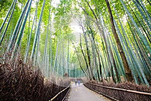 The bamboo forest of Kyoto, Japan