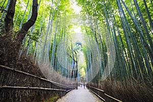 The bamboo forest of Kyoto, Japan