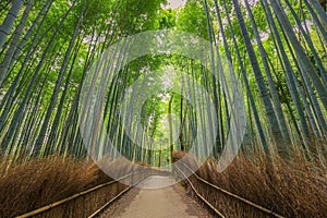 Bamboo Forest in Kyoto, Japan