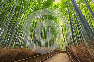 Bamboo Forest in Kyoto, Japan