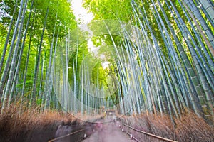 bamboo forest, Kyoto, Japan