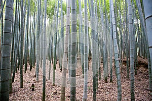 Bamboo forest photo