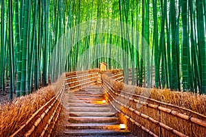 Bamboo Forest in Kyoto, Japan photo