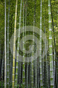 Bamboo forest, Kyoto, Japan. Huge Bamboo in Arashiyama, Kyoto, Japan.