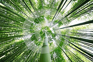 Bamboo forest photo