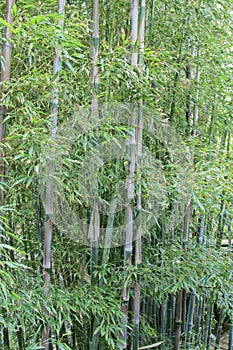 Bamboo rain forest