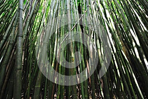 Bamboo Forest Maui, Hawaii