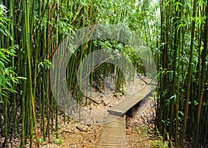 Bamboo forest, Maui, Hawaii
