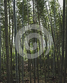 Bamboo forest of Mingyue Mountain, China