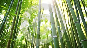 Bamboo forest in the morning. Generative Ai