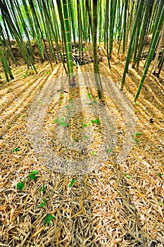 Bamboo Forest Mulch Humus photo