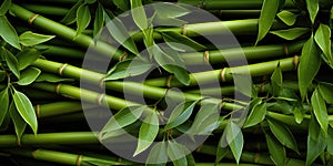 Bamboo forest,Natural background