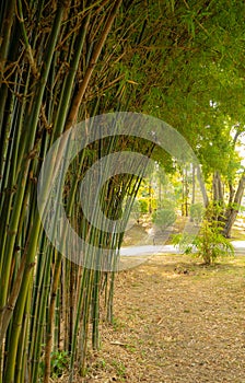 Bamboo forest with natural light in garden