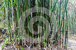 Bamboo forest in nature background