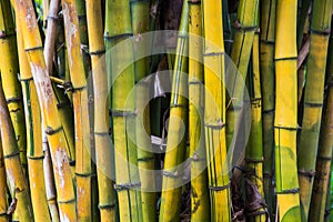 Bamboo forest in nature background