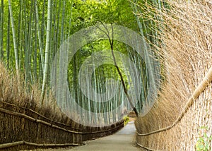 Bamboo Forest near Kyoto