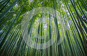 Bamboo Forest near Kyoto