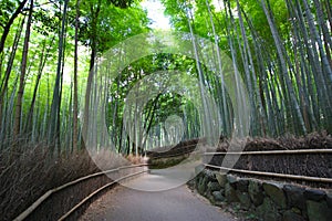 Bamboo forest near Kyoto, Japan